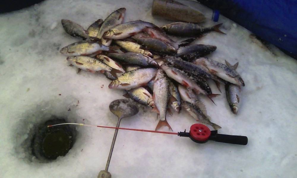 Чебак или плотва: тонкости ловли сибирской рыбы