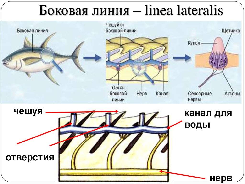 Боковая линия рыб. органы чувств рыб: строение, форма