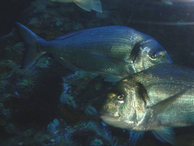 Дорадо рыба. образ жизни и среда обитания рыбы дорадо