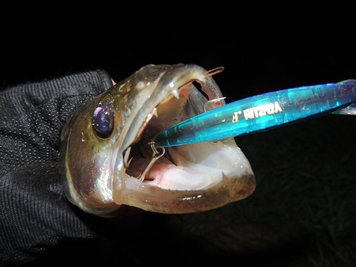 Ловля хищной рыбы спиннингом ночью - техника ловли, приманки