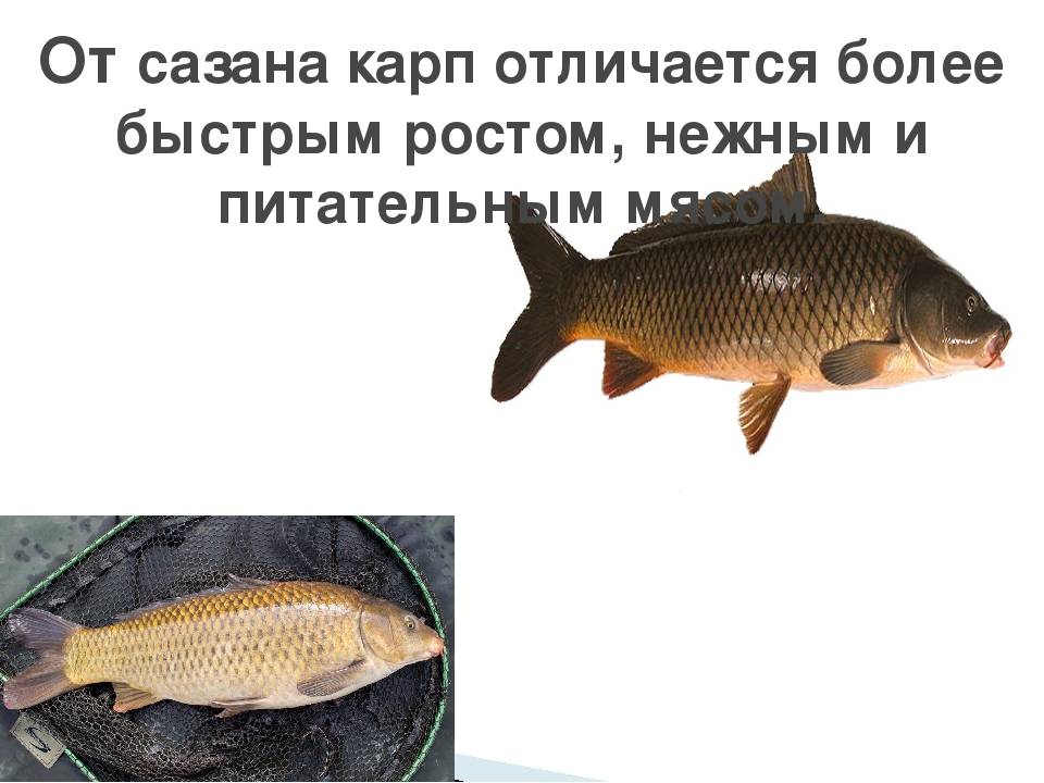 Сазан - подробное описание рыбы и много фото