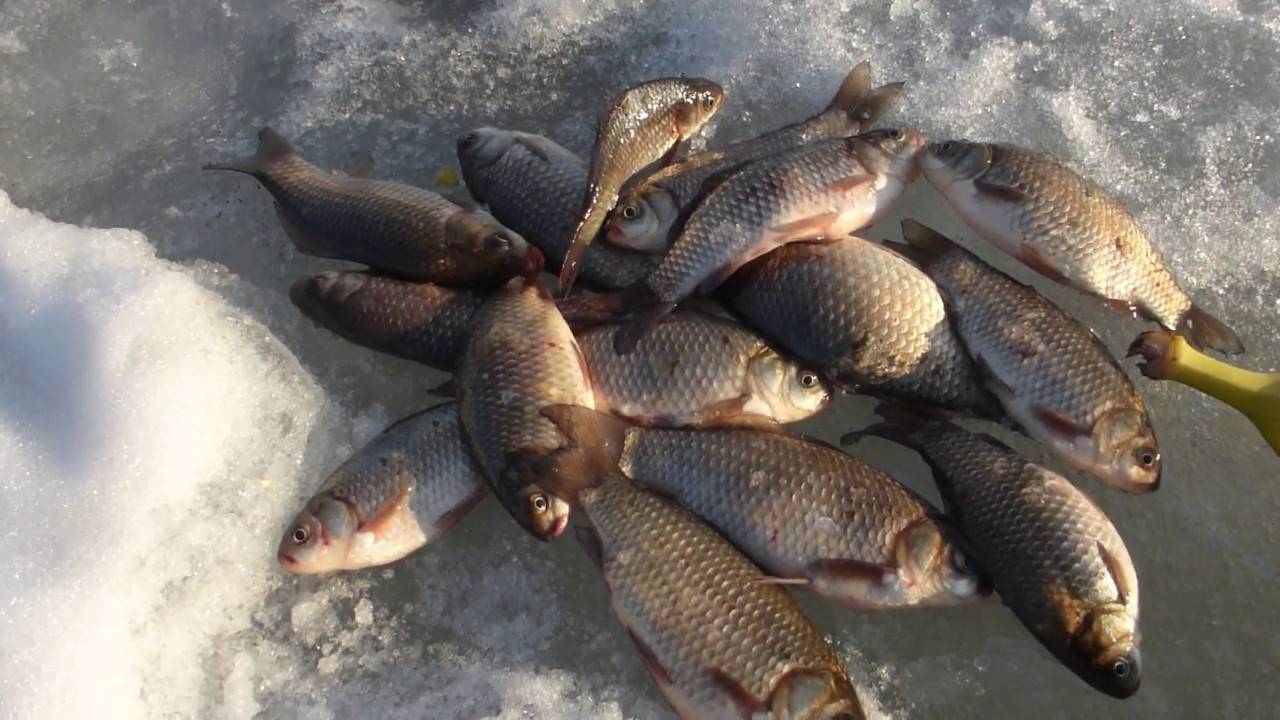 Рыбалка в карагандинской области: озера и реки, летняя и зимняя рыбалка