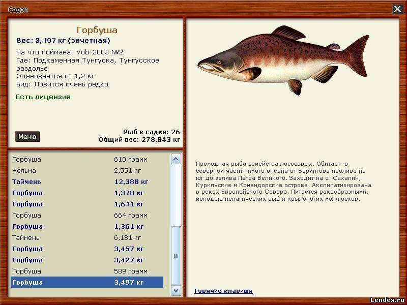 Сибирский таймень (hucho hucho)