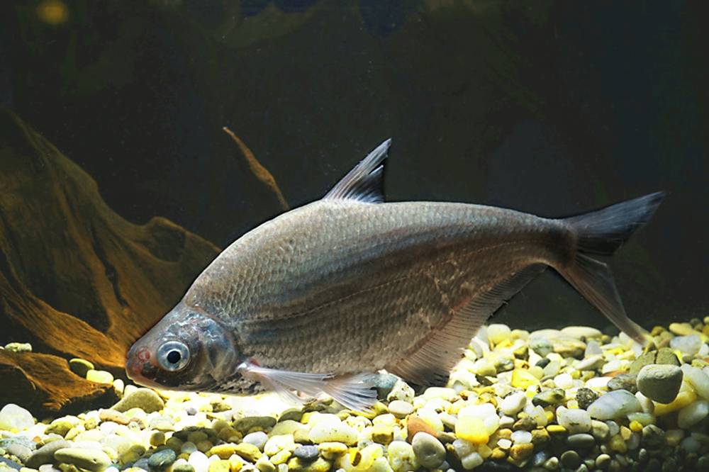 Рыба сопа (белоглазка): описание, питание, где водится. ловля белоглазки