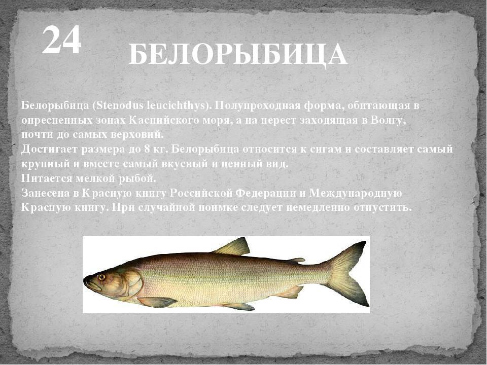 Рыба нельма: описание, фото, ловля