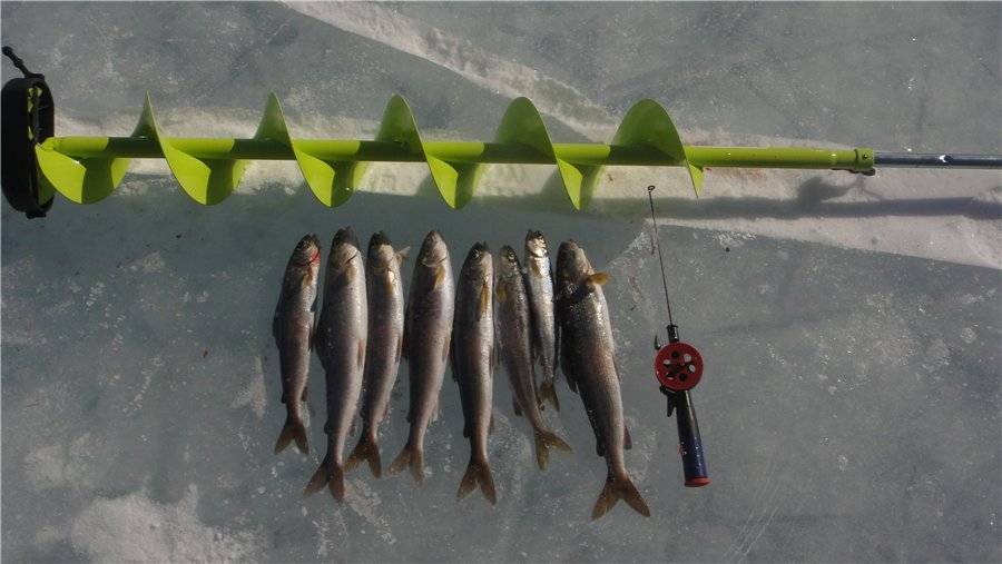 Как зимой рыбу ловить: все секреты байкальской рыбалки