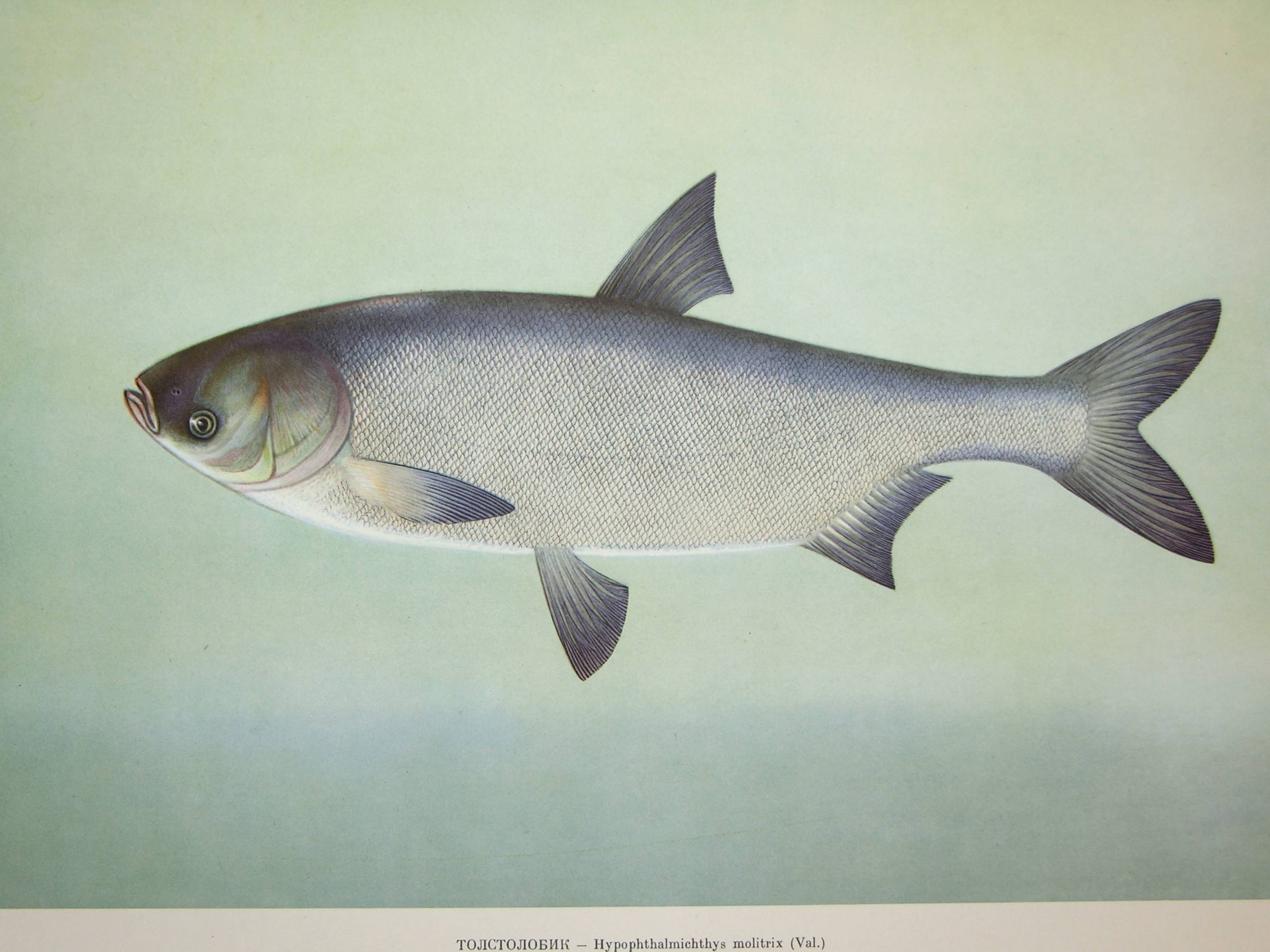 Толстолоб — характеристики рыбы, места обитания, ловля и особенности прикормки + 80 фото