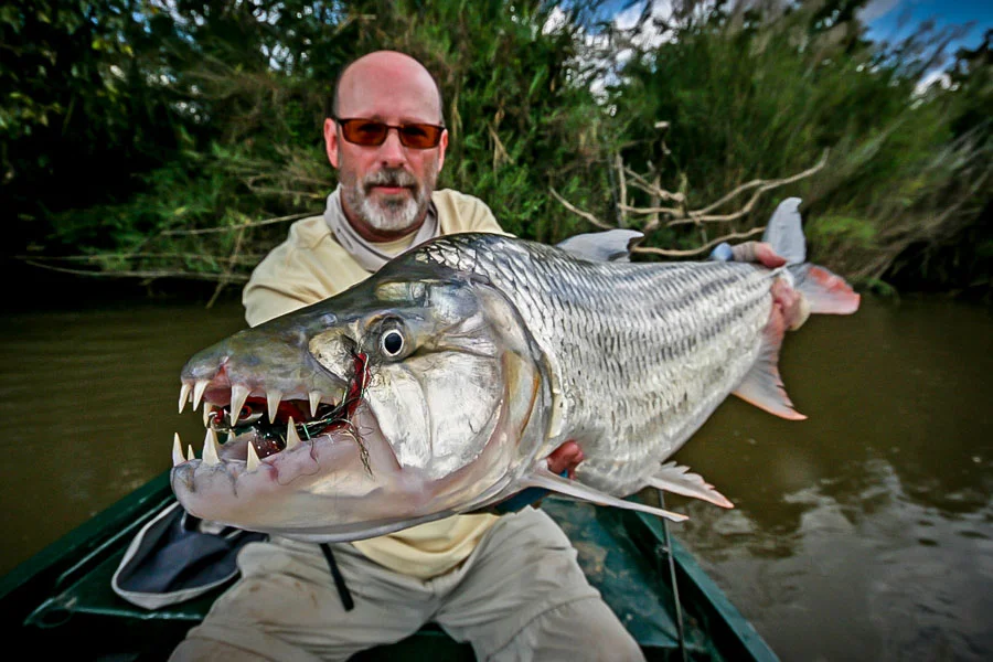 Рыба голиаф или большая тигровая: фото, видео, описание