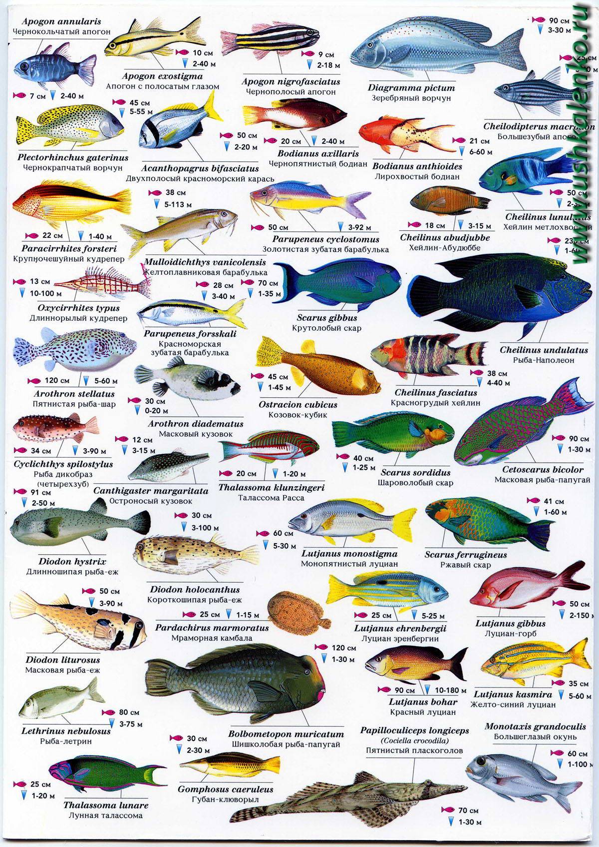 Список рыб россии с названиями и фото, морские и пресноводные рыбы российской федерации