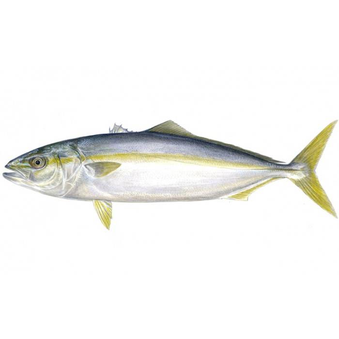 Рыба лакедра (желтохвост): описание с фото, где водится, чем питается
