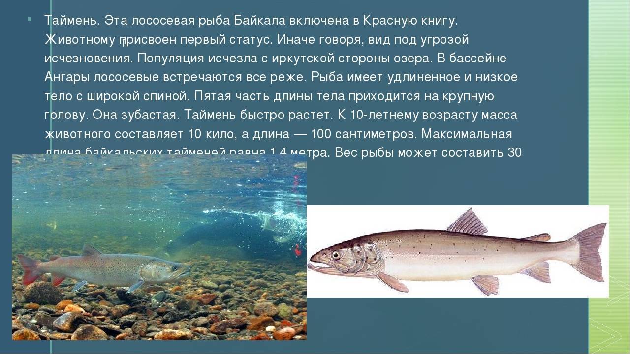 Рыбы забайкальского края фото и описание