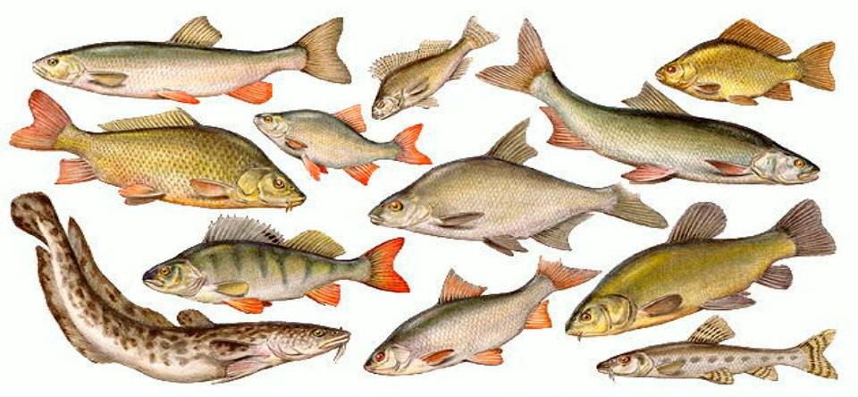 Рыбы свердловской области