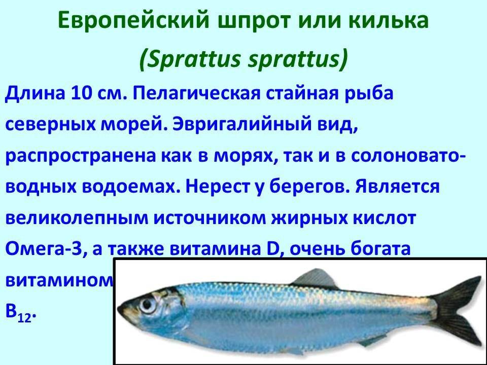 Скумбрия???? польза и вред, 15 свойств рыбы для организма, исследования