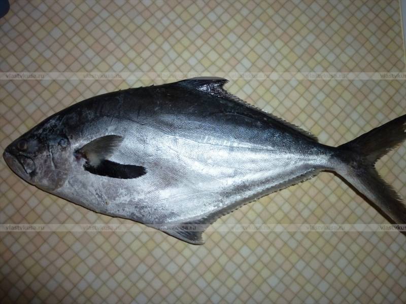 Редчайшая рыба простипома: подробное описание и варианты приготовления