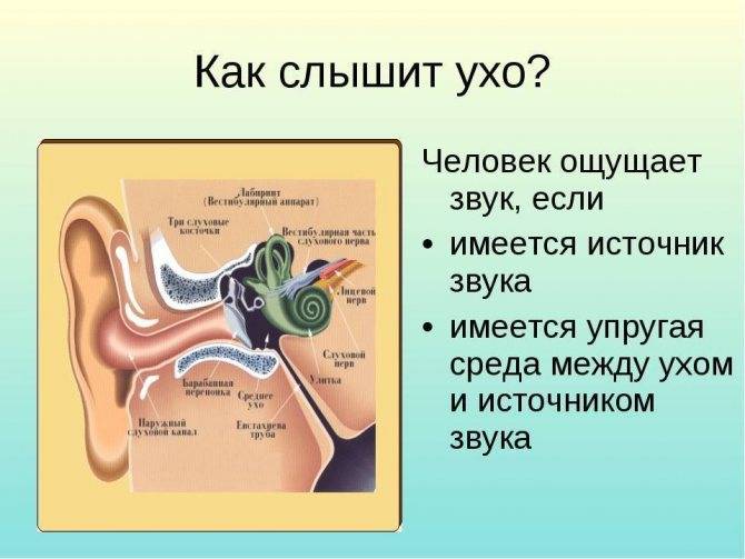 ✅ есть ли у рыб уши? есть ли у рыб слух - elpaso-antibar.ru