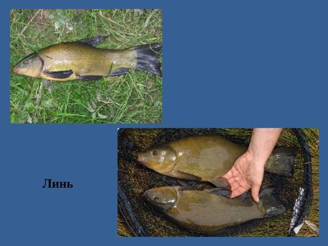 Рыбалка в ярославской области - читайте на сatcher.fish
