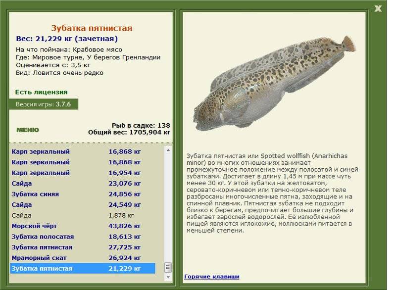 Рыба зубатка: описание, польза и вред для организма