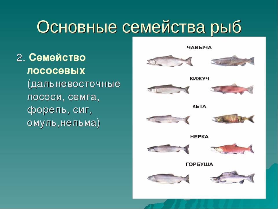 Рыбы семейства лососевых: список, фото. ценная рыба семейства лососевых :: syl.ru