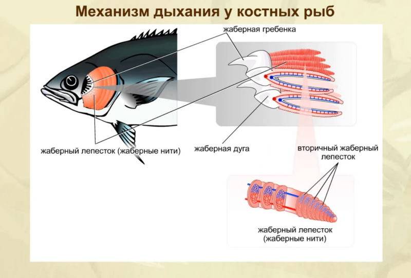 Чем дышат рыбы? какие приспособления для дыхания у них существуют? :: syl.ru