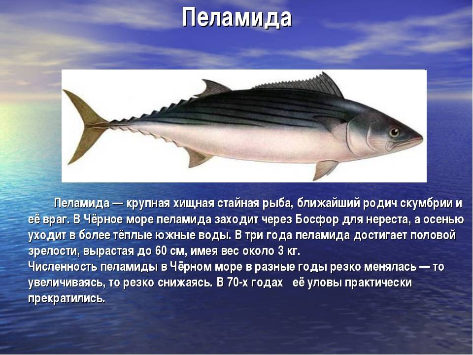 Скумбрия рыба. описание, особенности, виды, образ жизни и среда обитания скумбрии | живность.ру