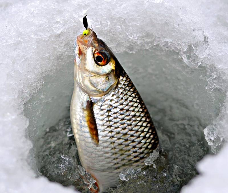 Чебак: где водится, рыбалка по открытой воде, ловля сибирской плотвы зимой