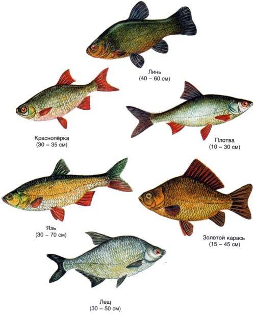 Описание редких морских и пресноводных рыб