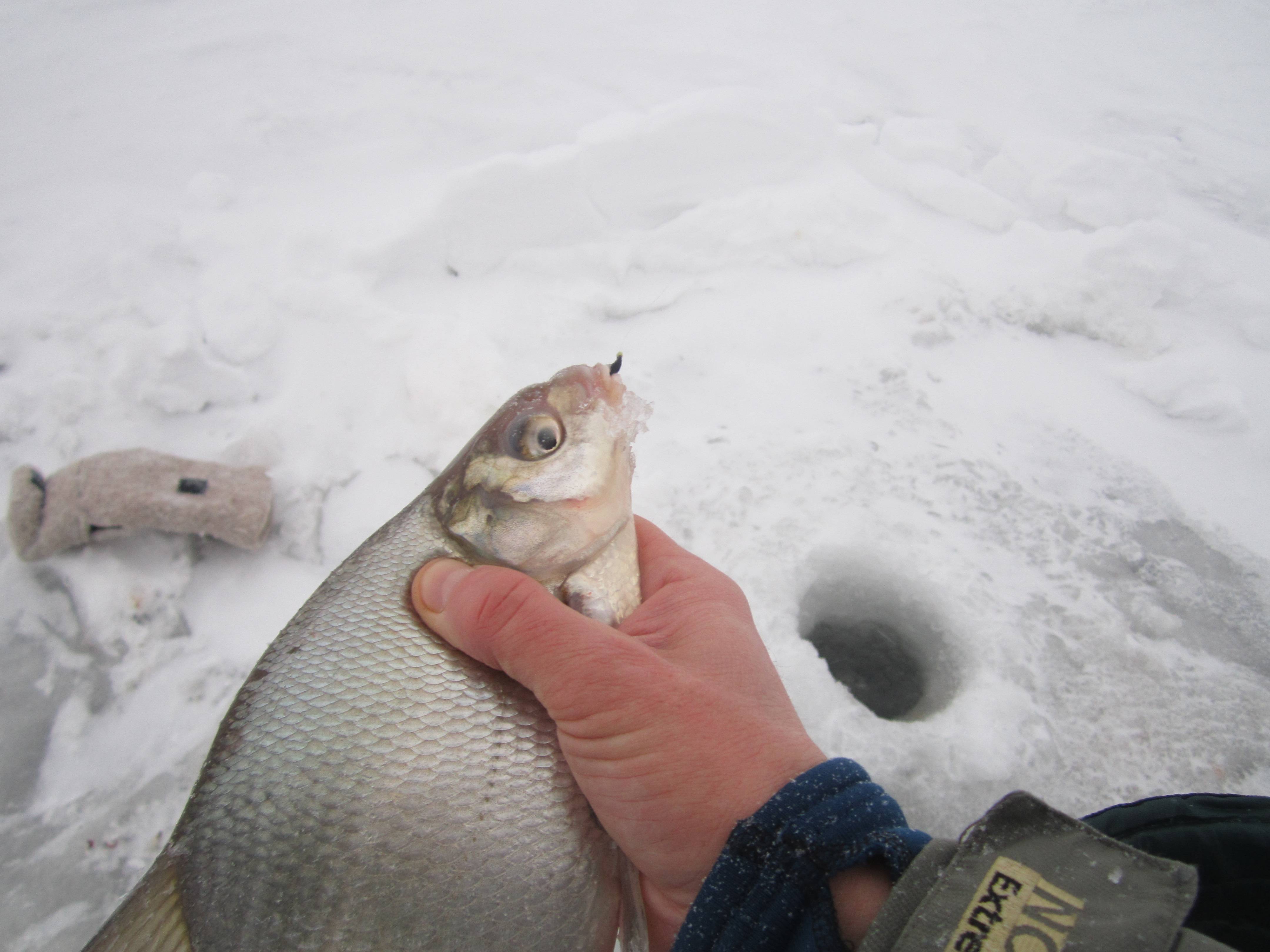 Ловля леща зимой со льда днем и ночью: снасти для зимней рыбалки на течении и водохранилище, где искать, на что ловить леща, при каком давлении клюет, прикормка