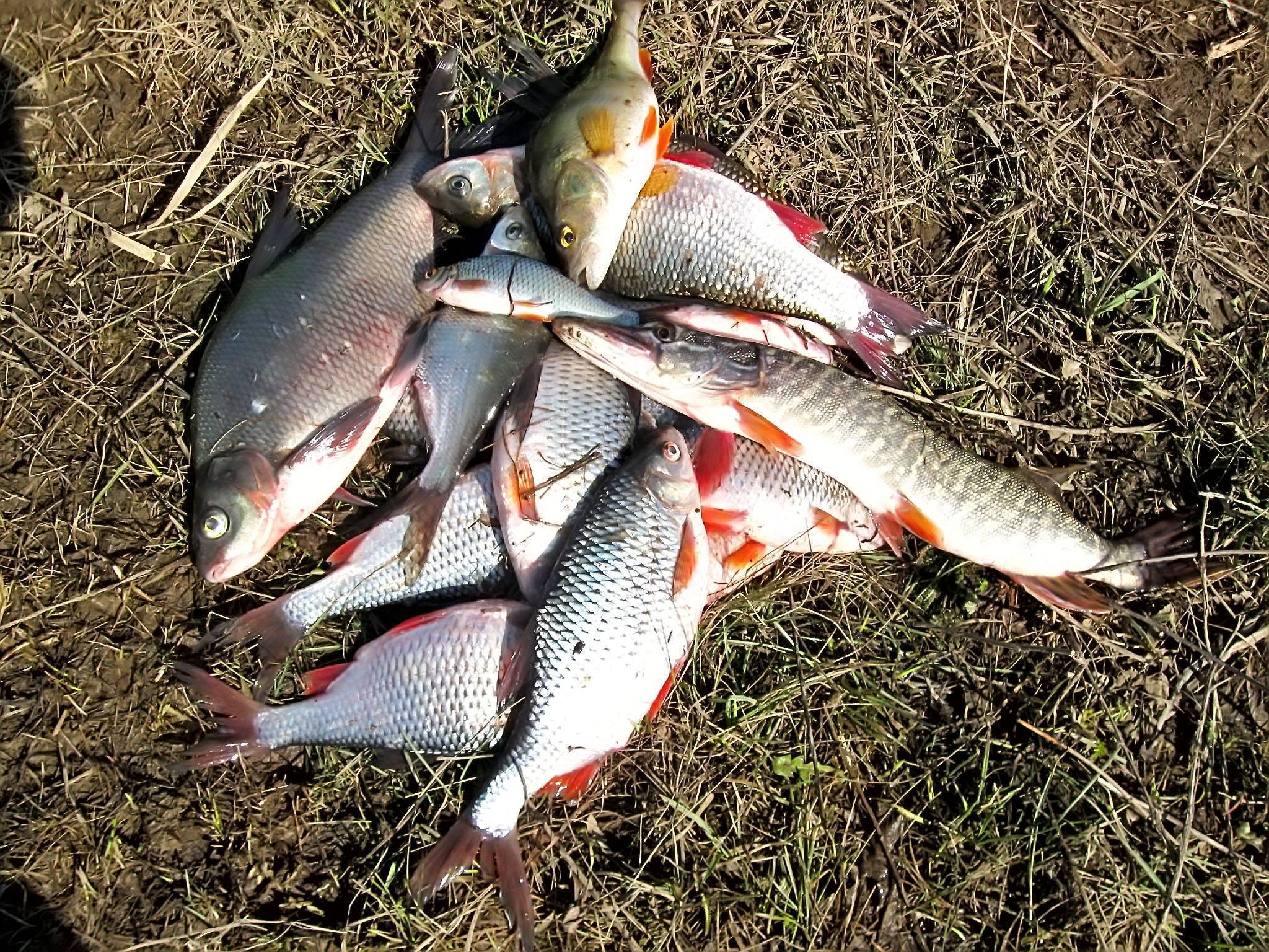 Ловля рыбы весной: по мутной воде