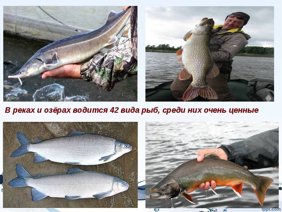 Рыбалка в ярославской области бесплатно