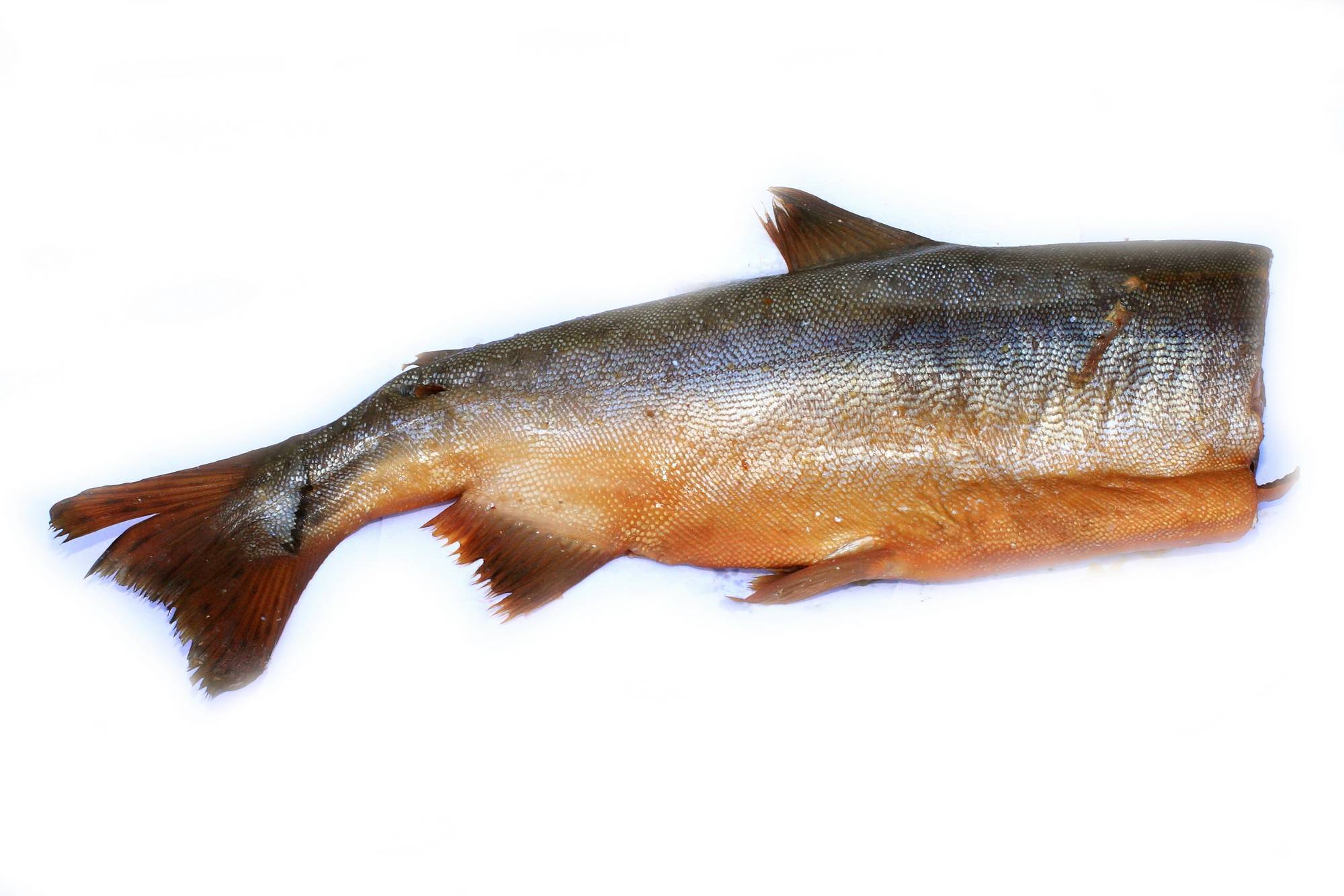 Рыба горбуша — морская или речная, где обитает