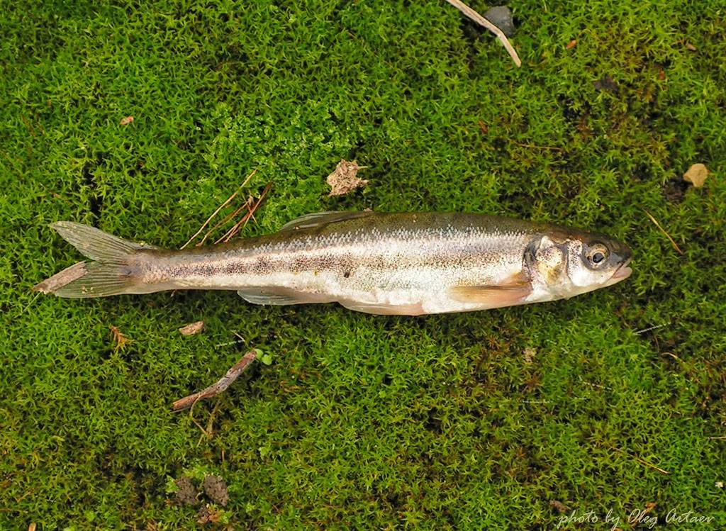 Гольян: где обитает и чем питается, распространённые методы ловли речной рыбки