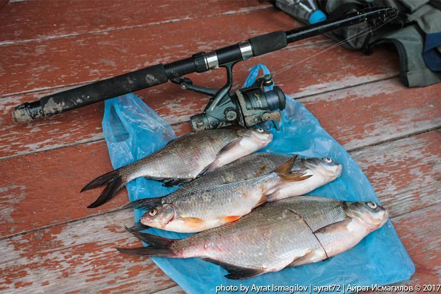 Рыбалка в ишиме - все про рыбалку