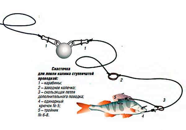 Ловля налима — особенности рыбалки - fishingwiki