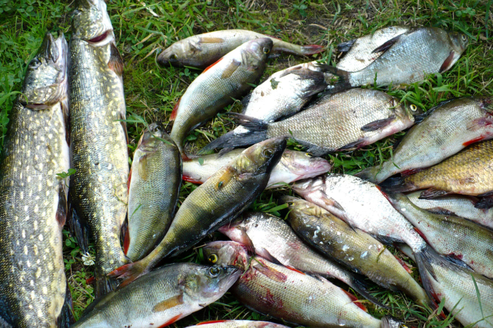 Самые рыбные места в иваново и ивановской области, где стоит ловить рыбу