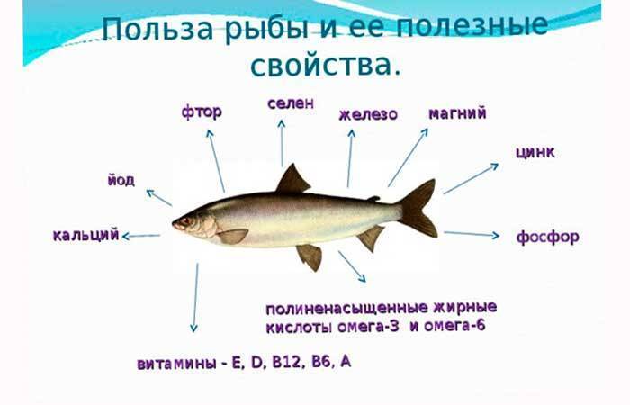 Форель - подробное описание рыбы: где обитает, чем питается