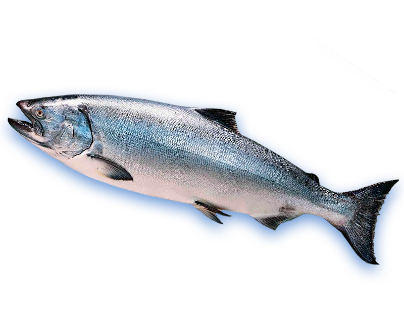 Компания «олива» – рыбопродукты. если в рыбе знаешь толк! - о рыбе кижуч