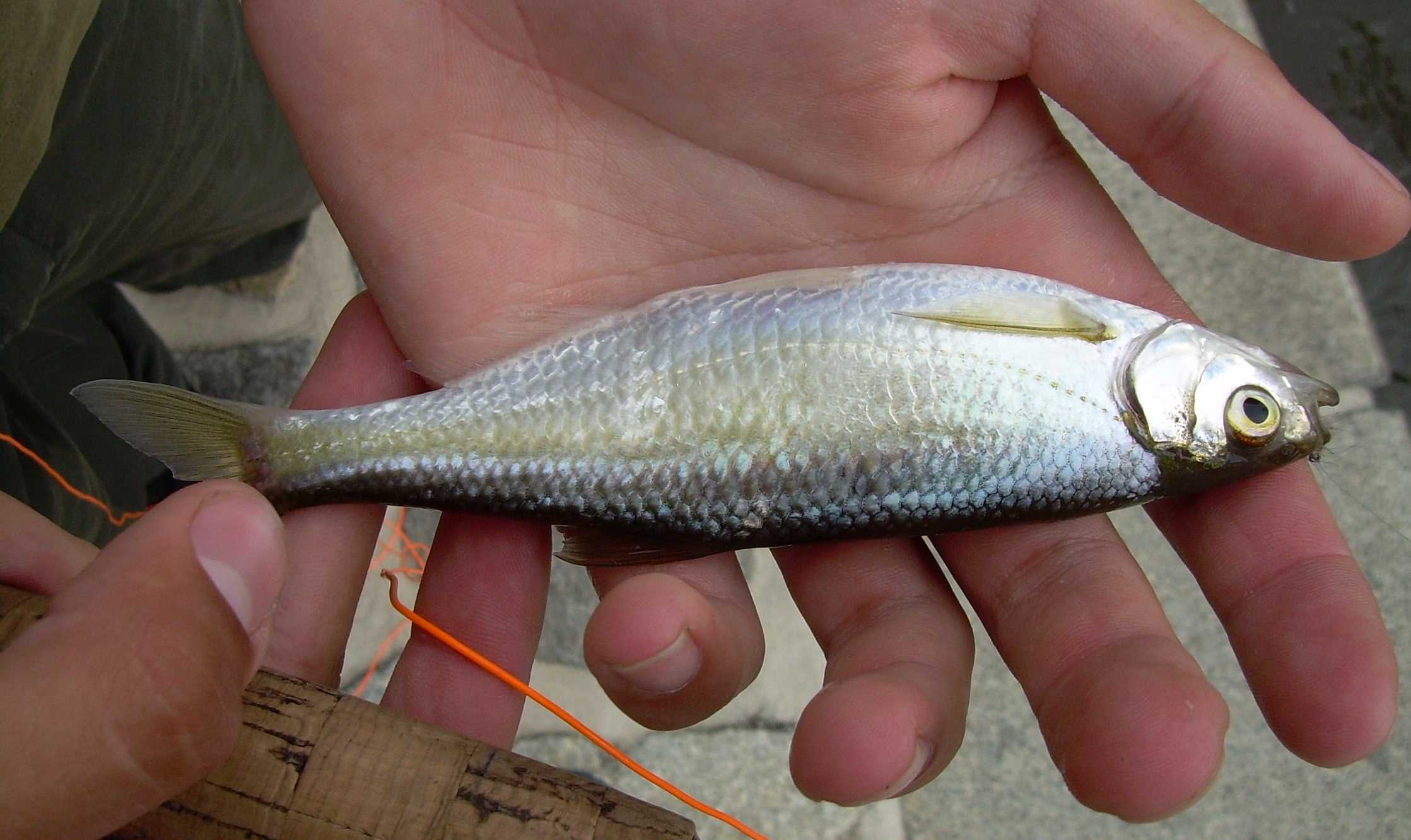 Рыба уклейка – описание, фото, краткая информация