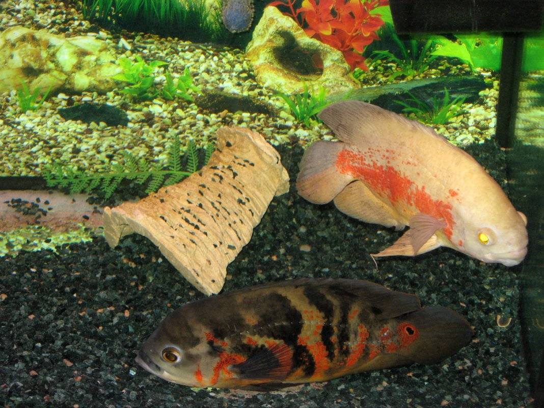 Астронотус: содержание и уход аквариумной рыбки, совместимость, кормление, описание, разведение цихлиды в аквариуме