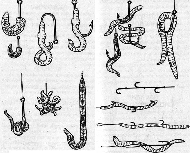Как правильно насаживать червя на крючок. виды червей и способы их насадки на крючки :: syl.ru
