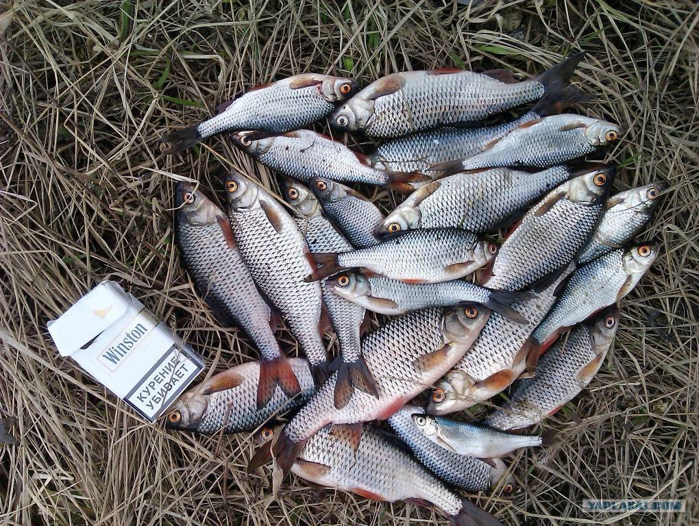 Рыбалка на реке ока: каталог рыболовных туров