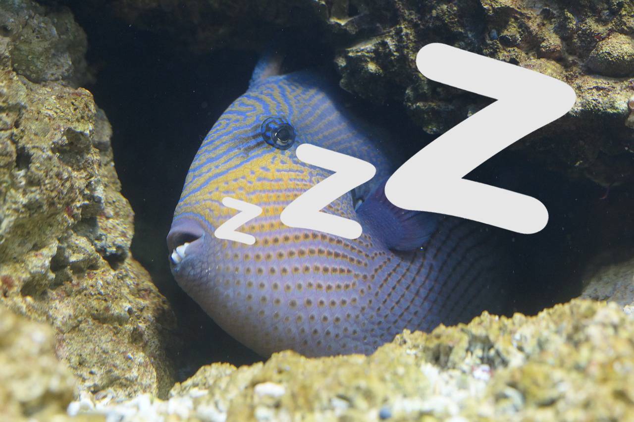 Как спят аквариумные рыбы: ночью и днём, сон в открытых водоёмах