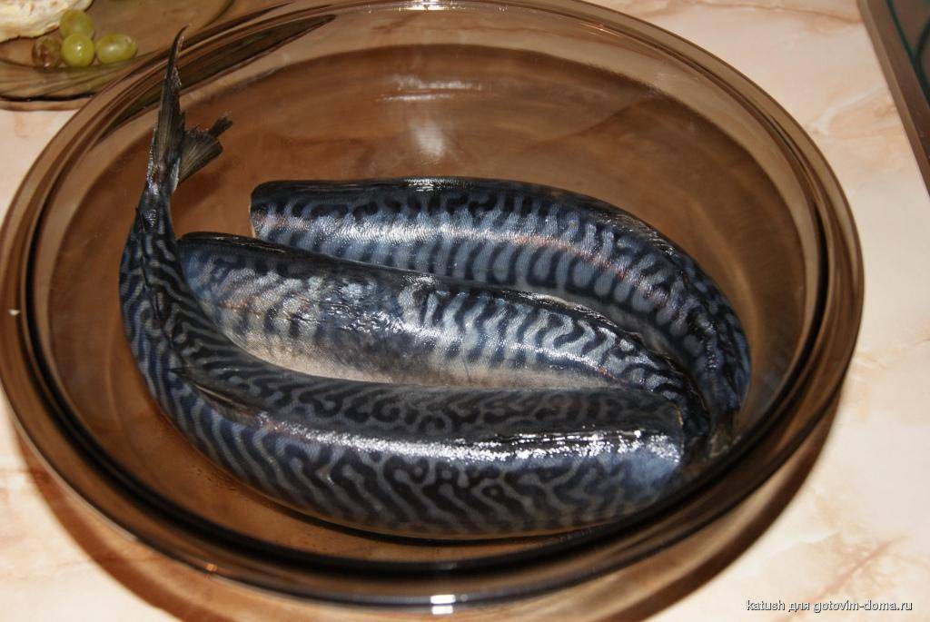 Как солить скумбрию в домашних условиях быстро и вкусно: рецепты соленой рыбы целиком и кусочками