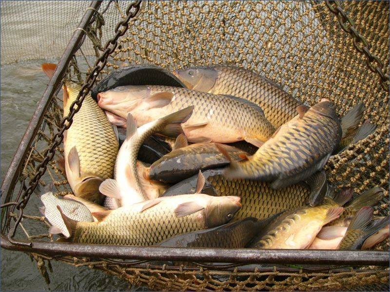 Рыбалка на озернинском водохранилище: какая рыба водится