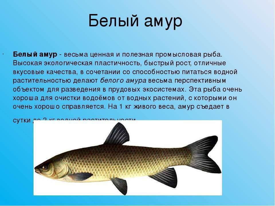 Рыба белый амур: виды, интересные факты, фото, ареал обитания, как ловить, чем питается