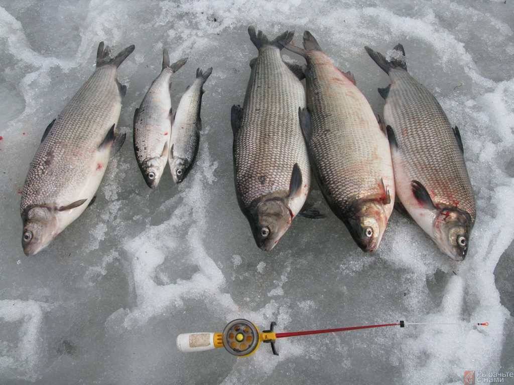 Рыбалка на Ангаре зимой или весной
