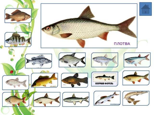 Рыбалка в ростовской области: популярные виды рыб и рыбные места