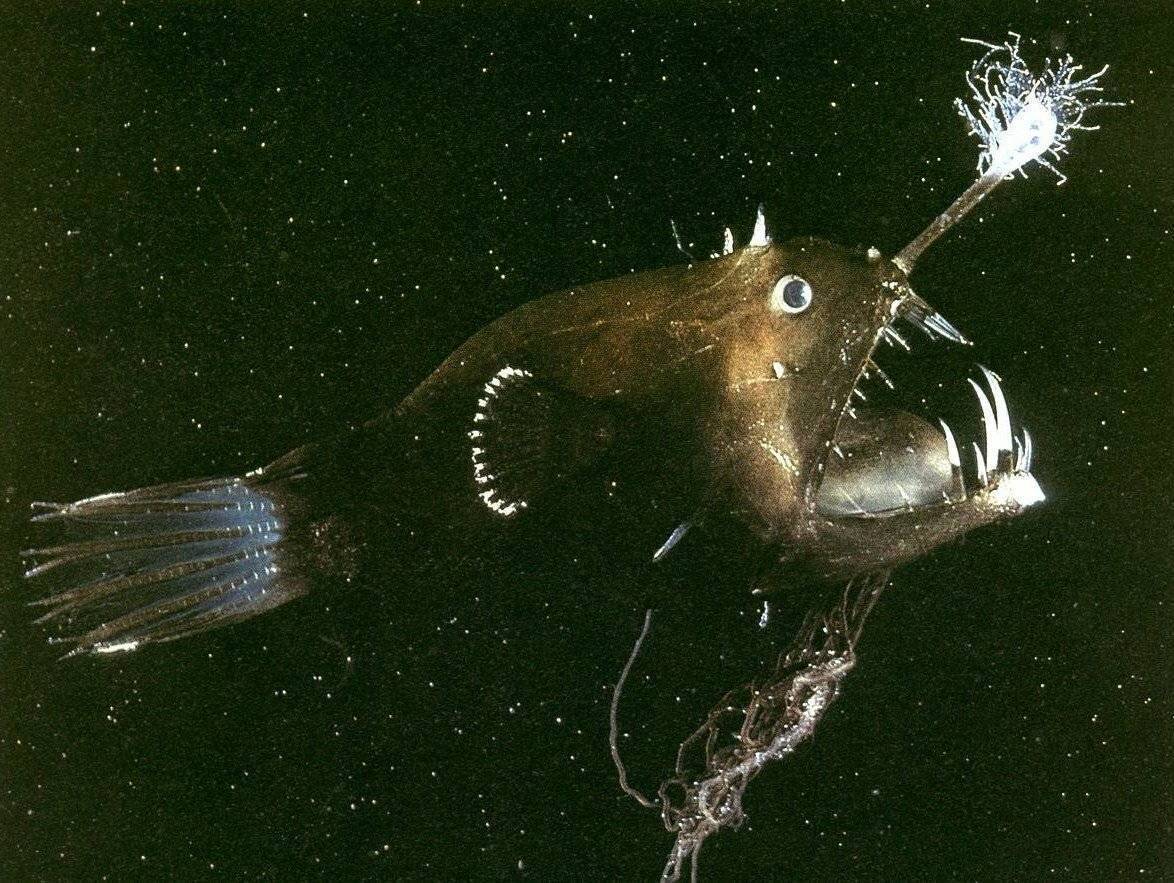 Среда обитания рыбы-удильщика и интересные факты о морском черте