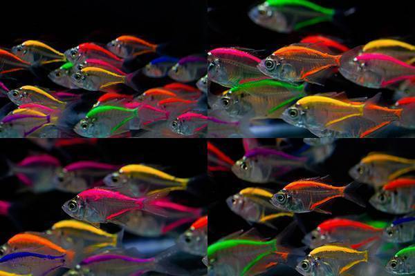 Прозрачный стеклянный окунь: особенности содержания необычной рыбки