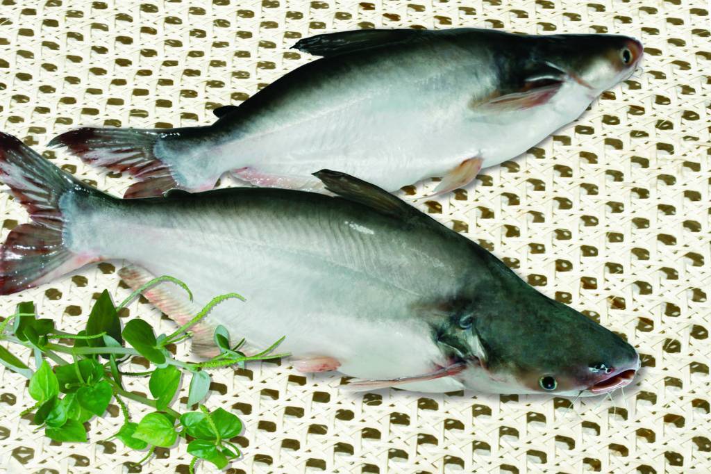 Рыба пангасиус что это за рыба