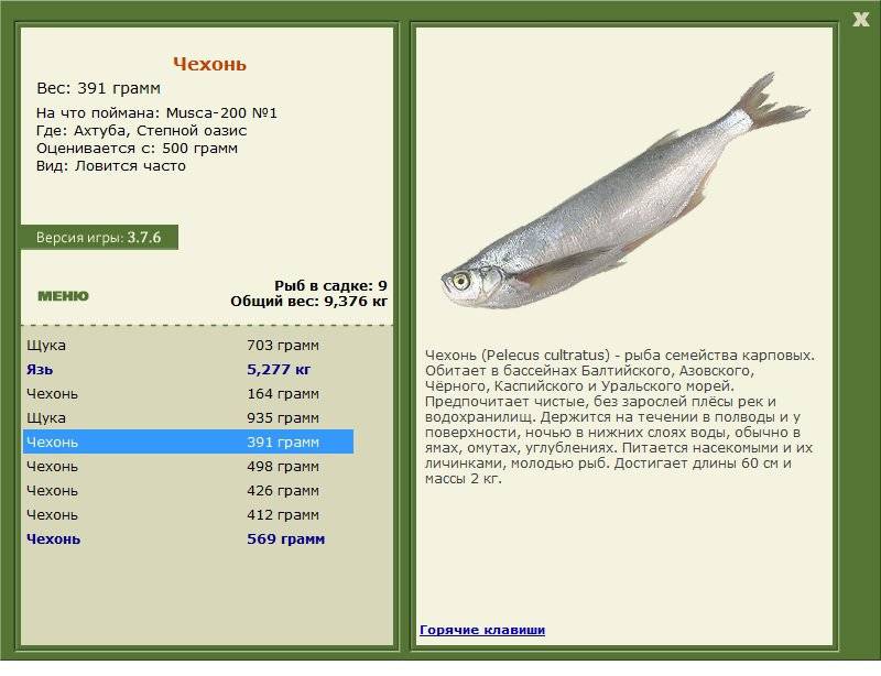 Рыба чехонь: где обитает, когда и на что ловить, снасти и рецепты прикормки